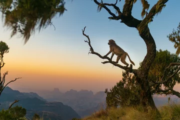 Gelada-Pavian sitzt auf einem Ast und beobachtet den Sonnenuntergang © Reelistic