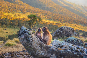 Group of Gelada monkeys the Simien mountains, Ethiopia.