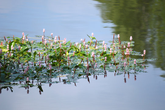 Flowers of Water Smartweed