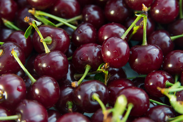 lots of red ripe cherry berries close-up with leaves branches, fresh berries