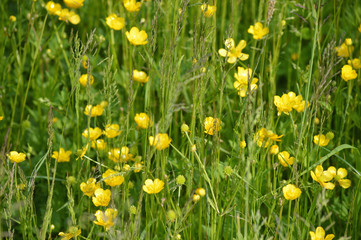 Yellow Flowers