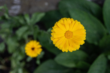 yellow flower