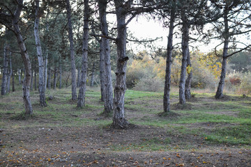 impenetrable thickets in a pine forest