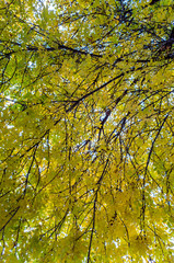 autumn leaves on blue sky