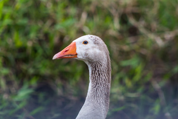 Greylag Goose (Anser Anser) head and neck portrait