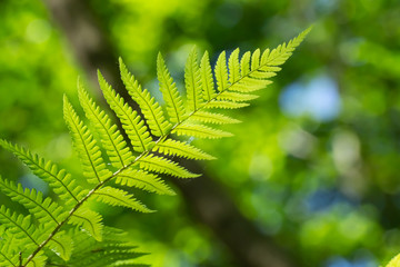 Green fern in the sunlight