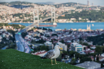 Seagull and Bosphorus Bridge