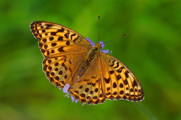 Fototapeta na wymiar Bright orange butterfly. On the wings of a butterfly many dark spots. Green background.