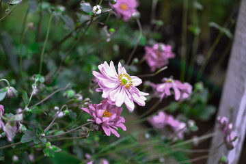 Fototapeta na wymiar beautiful wildflowers in the garden
