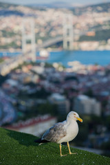 Seagull and Bosphorus Bridge