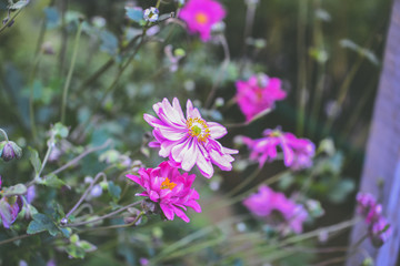 beautiful wildflowers in the garden