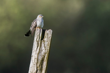 Common Cuckoo (Cuculus canorus)