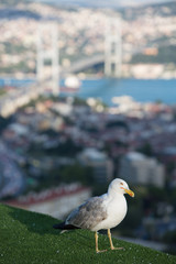 Seagull and Bosphorus Bridge