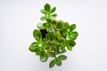 Succulent houseplant Crassula ovata in a pot on a white background	