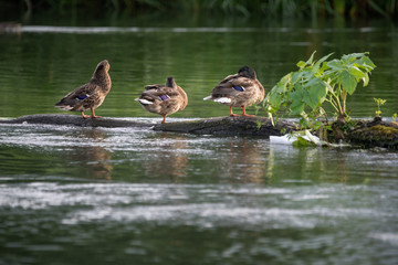 nature, wild duck sits on a log that floats on the river