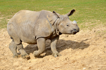 Fototapeta premium Indian rhinoceros (Rhinoceros unicornis) walking on ground viewed from profile