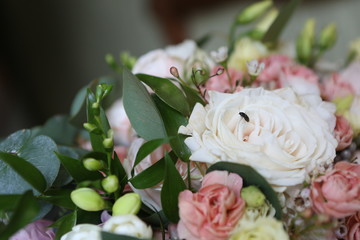 black beetle landed rose petals bouquet flowers