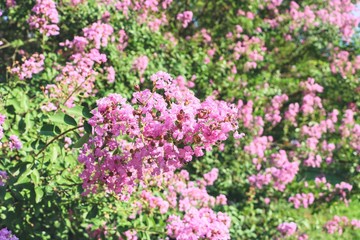 flowers in the garden