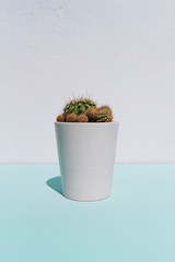 Beautiful cactus with thorns in white pot on soft blue background