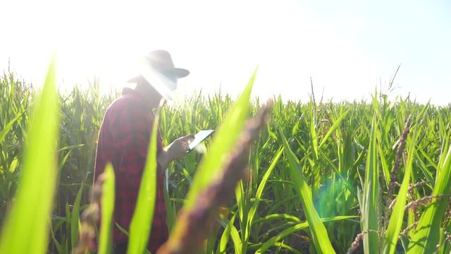 smart farming slow motion video concept. man agronomist holds tablet touch pad computer in the corn field is studying and examining crops before harvesting. Agribusiness concept. male farmer orking in