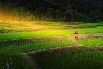 The hill tribe women in the landscape, mountains and fields have green trees at sunrise.