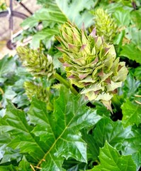 Obraz premium closeup of a plant in the garden