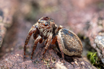 Female Wallace's euryattus, Euryattus wallacei, a brown jumping spider from tropical north Queensland, Australia