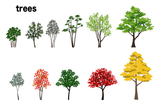 樹木数種のイラスト