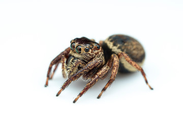 Female Wallace's euryattus, Euryattus wallacei, a brown jumping spider from tropical north Queensland, Australia, on a white background