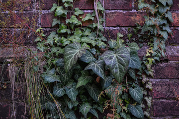 Old atmospheric brick stone wall overgrown with ivy in loft style for background