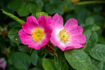Wild Rose