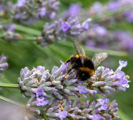 Bee on Lavender