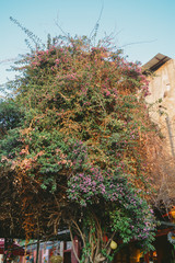 Classic House and Flowers