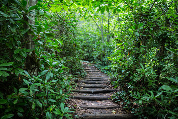 Obraz premium path in the forest