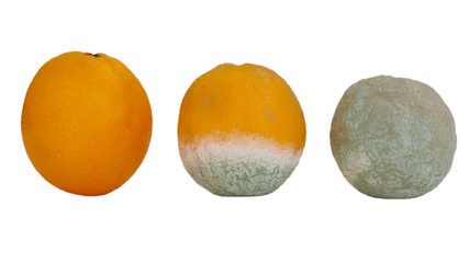 Three oranges in various stages of decomposition. Isolated on white.