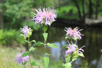 Wild bergamot on the North Branch of the Chicago River at Miami Woods in Morton Grove, Illinois