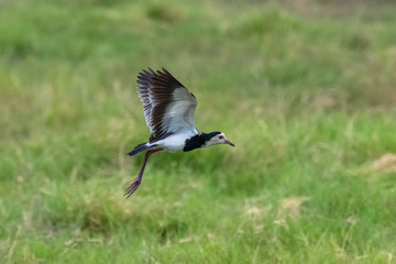 long-toed lapwing, Vanellus crassirostris, bird standing in the swamps in Kenya