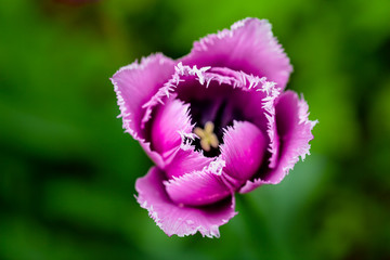 Purple tulip shot from above on a green background