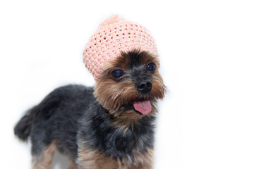 Fototapeta na wymiar Yorkshire Terrier dog in a knitted hat on a white background. Little dog isolated on a white background. Sheared dog. A pet.