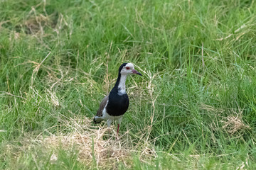 long-toed lapwing, Vanellus crassirostris, bird standing in the swamps in Kenya