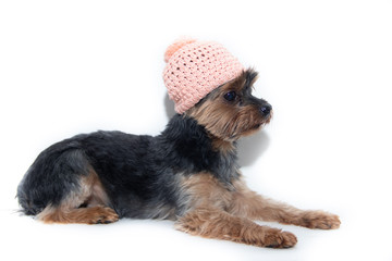 Yorkshire Terrier dog in a knitted hat on a white background. Little dog isolated on a white background. Sheared dog. A pet.