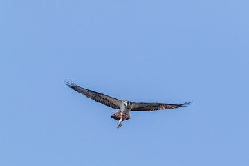 Osprey (Pandion haliaetus)