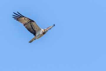 Obraz premium Osprey (Pandion haliaetus)