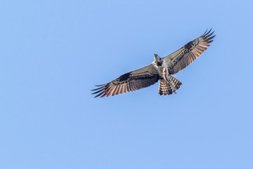 Obraz premium Osprey (Pandion haliaetus)