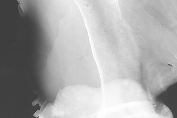 Hand painted white alcohol ink background. Abstract delicate gray texture. Contemporary wallpaper.