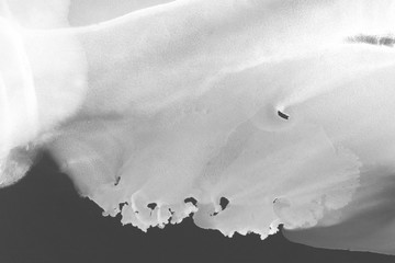 Hand painted white alcohol ink background. Abstract delicate gray texture. Contemporary wallpaper.