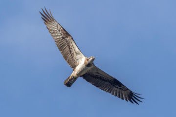 Osprey (Pandion haliaetus)