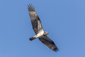 Osprey (Pandion haliaetus)