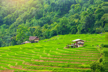  Rice terrace at Pa-pong-peang , Mae Chaem, Chaing Mai ,North Thailand