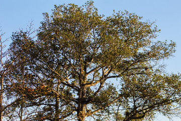 Oak Tree and Sky in Peruibe, Brazil